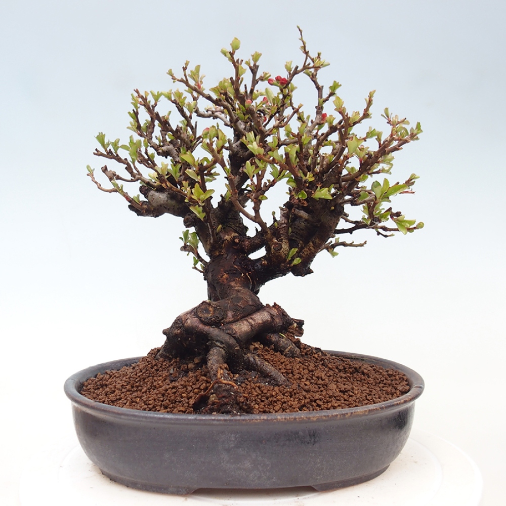 Outdoor bonsai - Chaneomeles speciosa - Quince