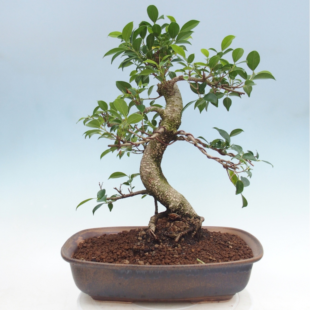 Room bonsai - Ficus retusa - small-leaved ficus