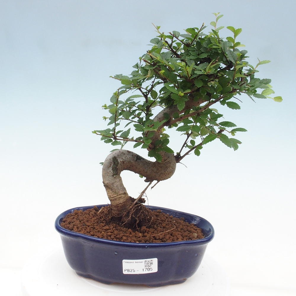 Room Malolistý elm bonsai