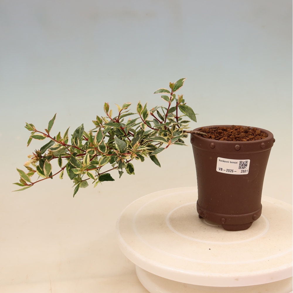 Outdoor Bonsai - Abelia gr. Confetti - Large-flowered Abelia