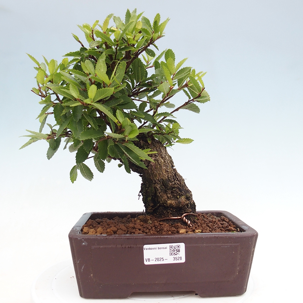 Outdoor bonsai - Zelkova - Zelkova serrata