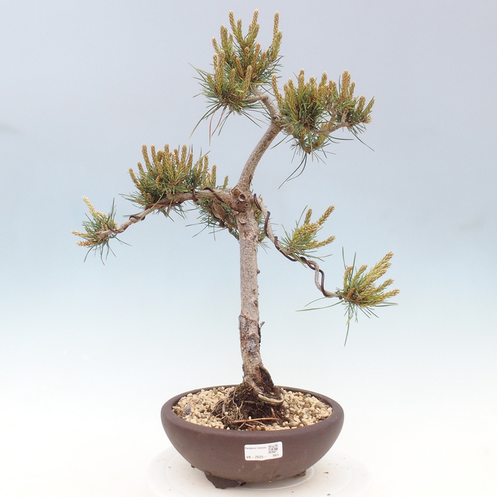 Outdoor bonsai - Pinus Sylvestris - Scots pine