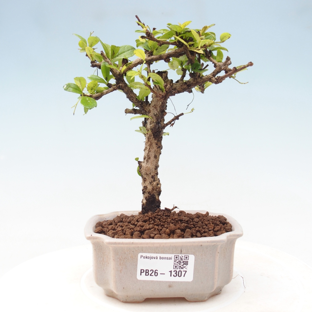 Room bonsai - Carmona macrophylla - Tea fuki