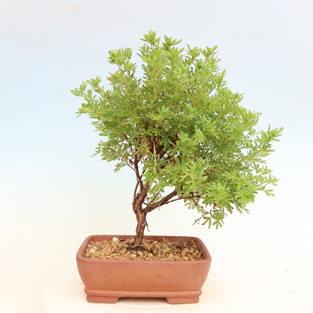 Outdoor Bonsai—Shrubby Cinquefoil—Potentilla fruticosa 'Bellissima'