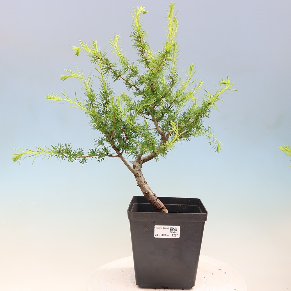 Outdoor bonsai -Larix decidua - Larch