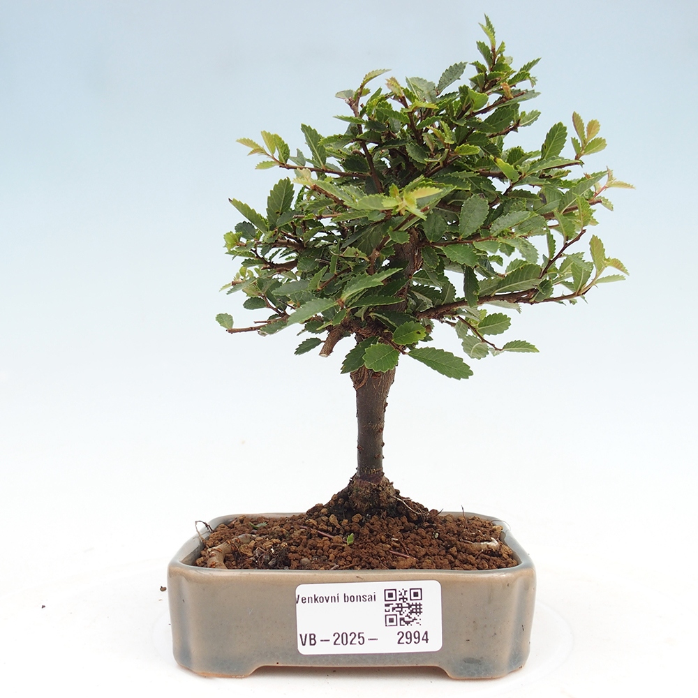 Outdoor bonsai - Ulmus parvifolia Sagei - Small-leaved elm