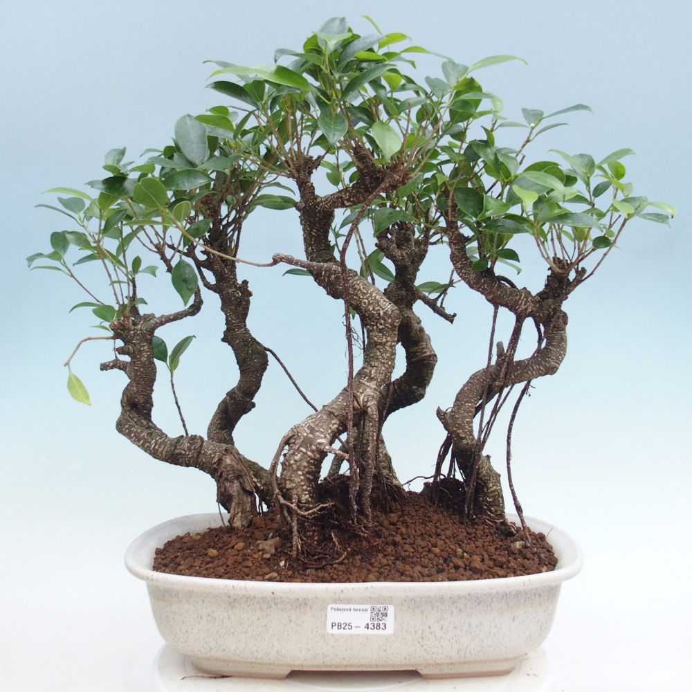 Room bonsai - Ficus kimmen - small-leaved ficus