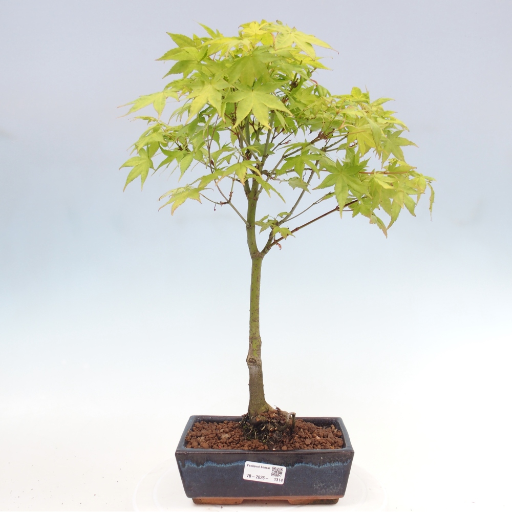 Acer palmatum Aureum - Golden Maple