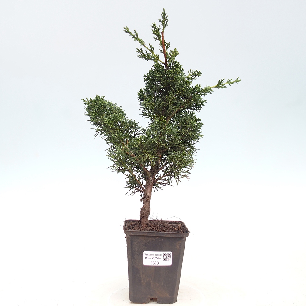 Outdoor bonsai - Juniperus chinensis Kishu - Chinese juniper