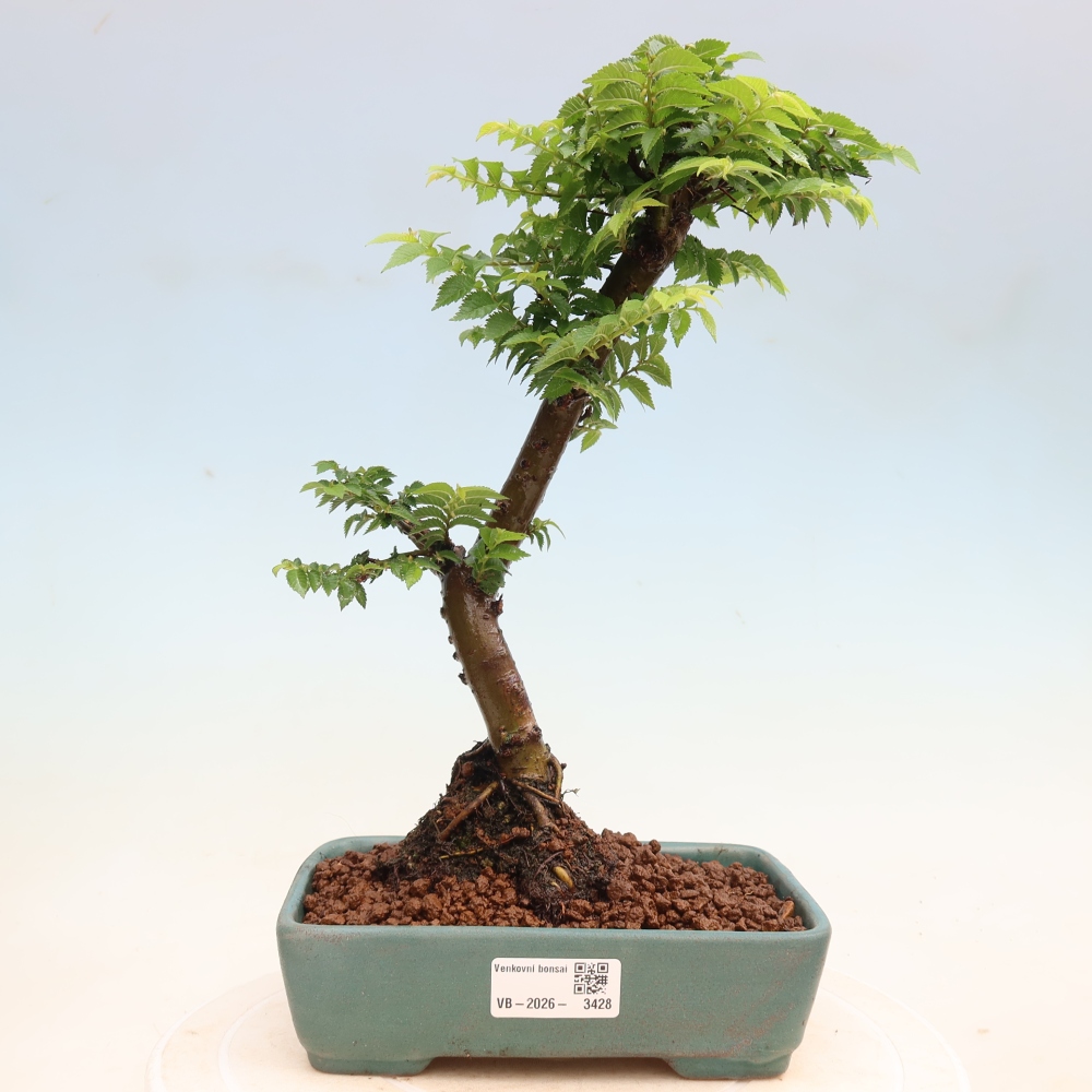 Outdoor Bonsai - Ulmus Jacqueline Hillier - European White Elm