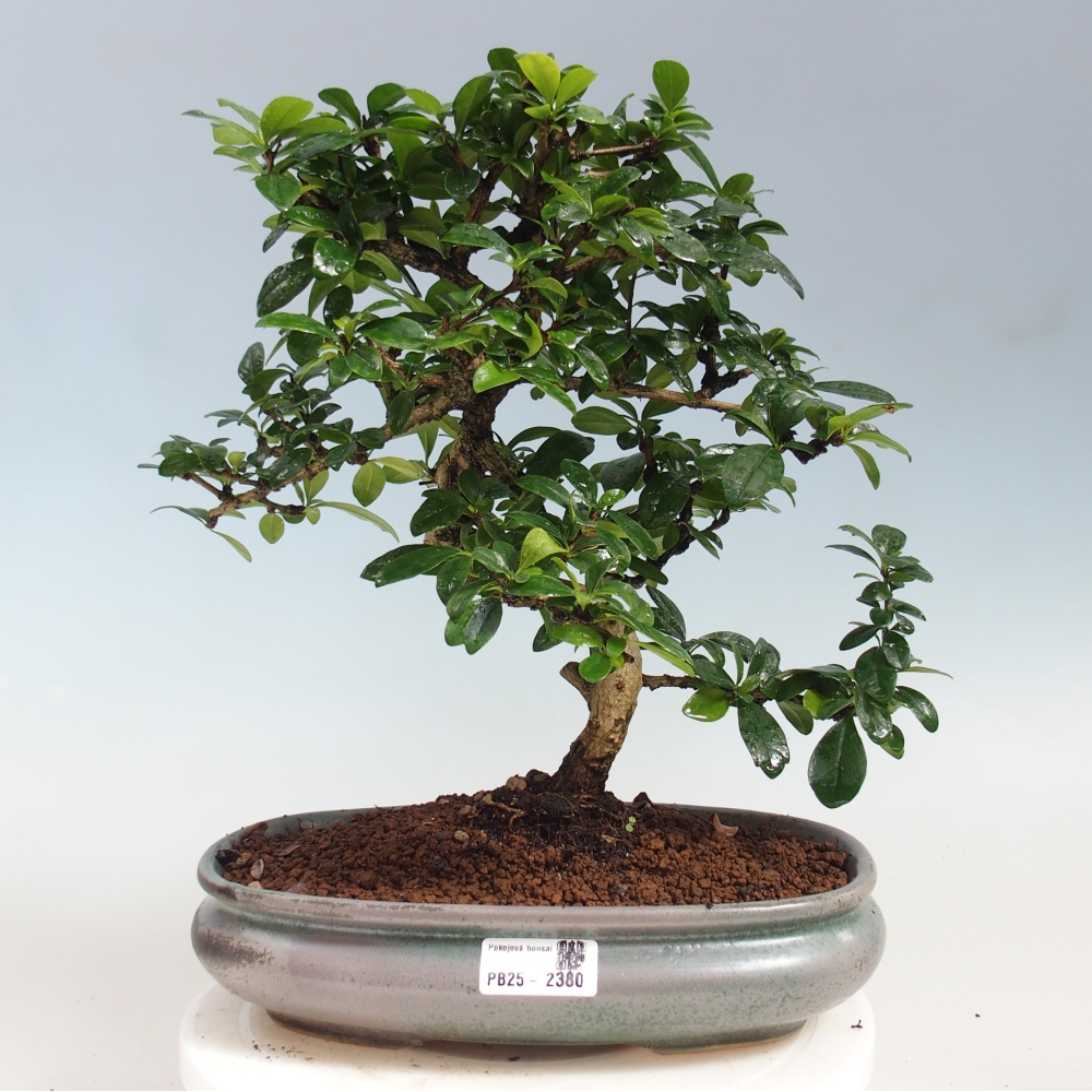 Room bonsai - Carmona macrophylla - Tea fuki
