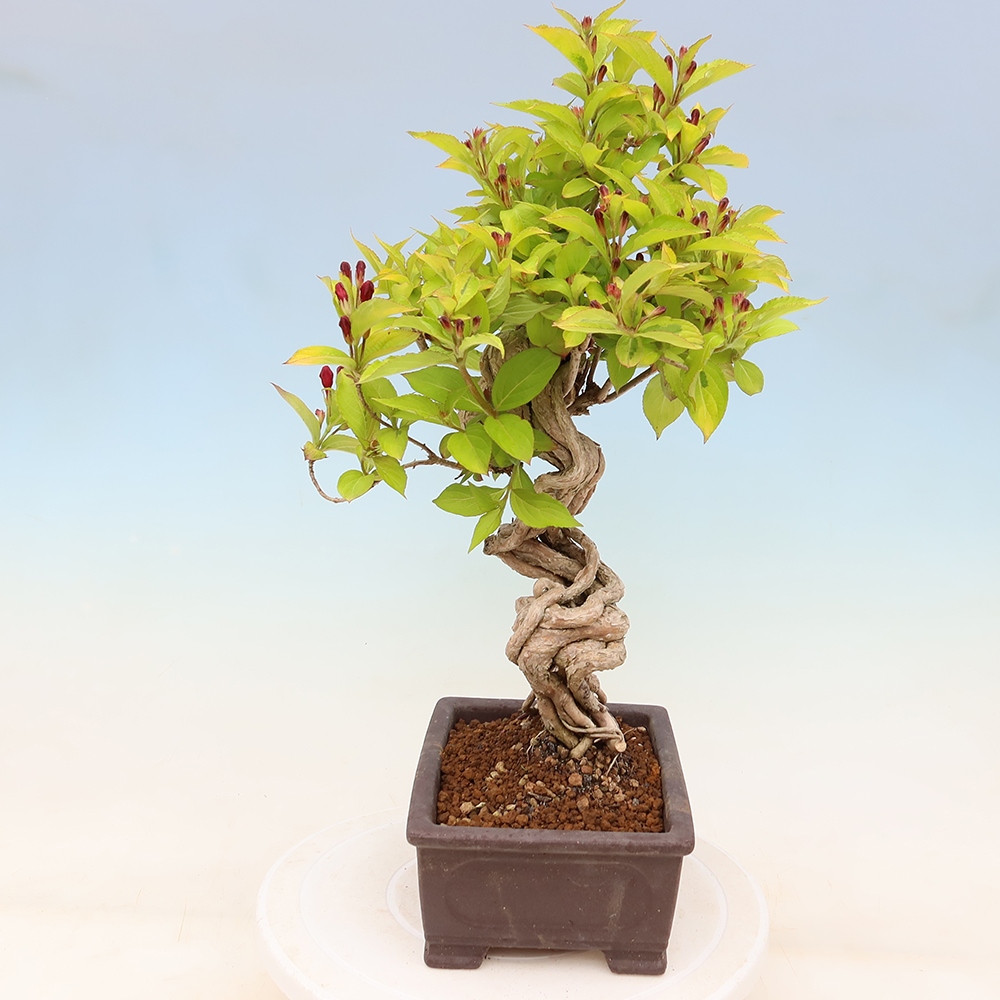 Outdoor Bonsai - Weigela subsessilis - Korean Weigela