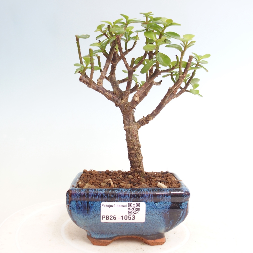 Room bonsai - Portulakaria Afra - Tlustice