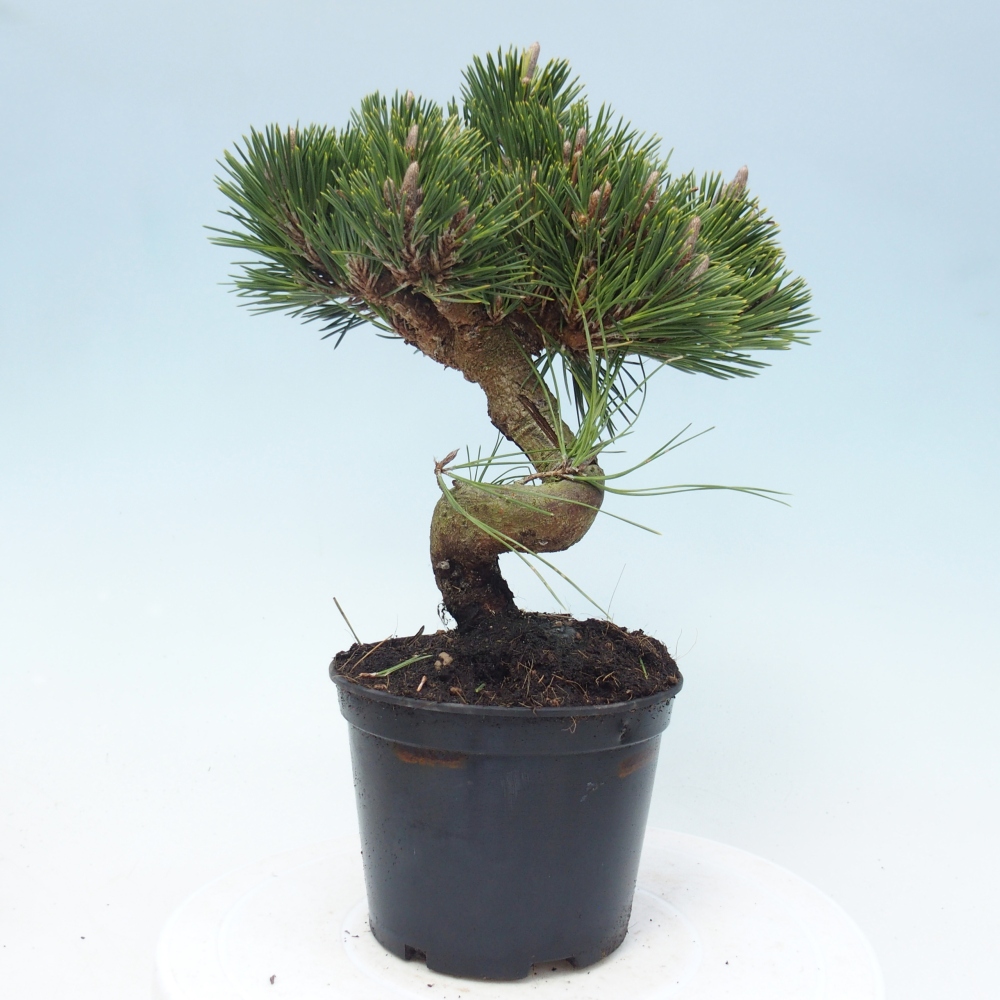 Outdoor bonsai - Pinus thunbergii senjyumaru - Thunberg pine