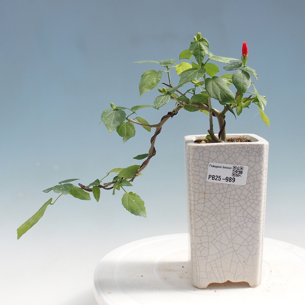 Indoor bonsai - Malvaviscus arboreus - woody hibiscus