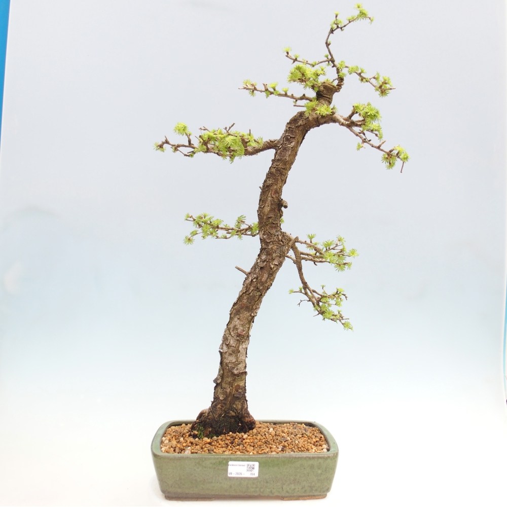 Outdoor bonsai -Larix decidua - Larch - Pallet transport only