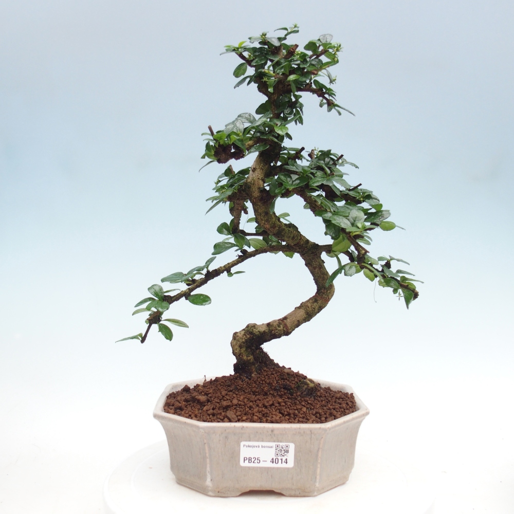 Room bonsai - Carmona macrophylla - Tea fuki