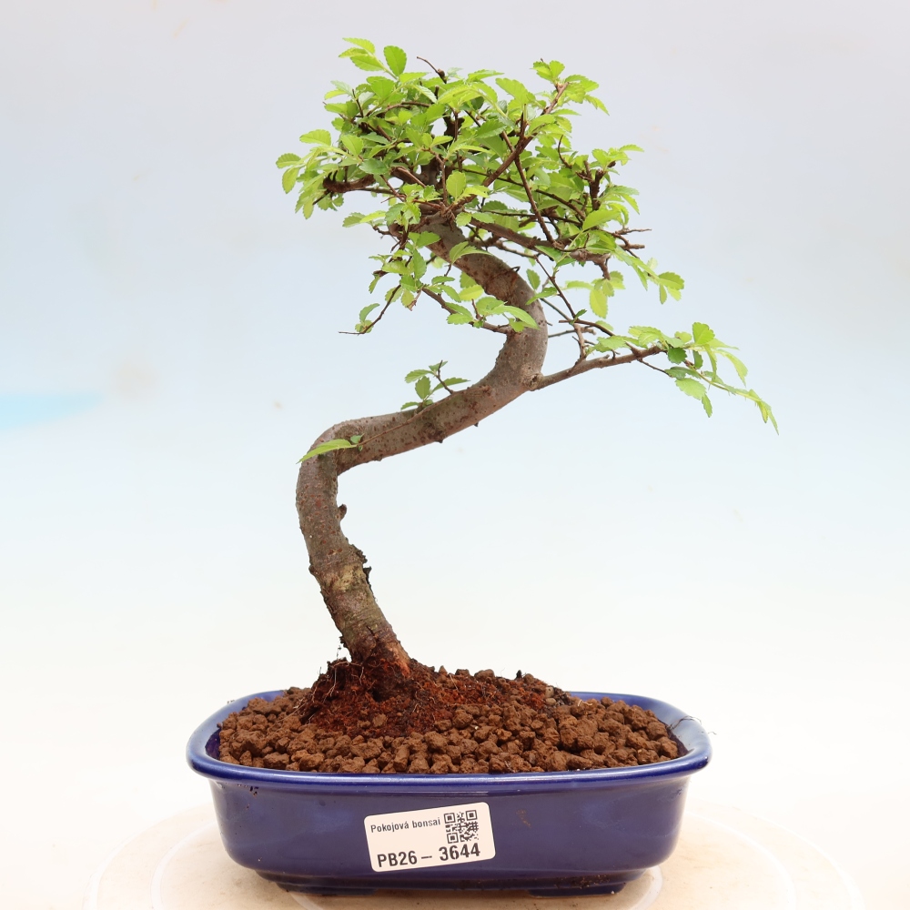 Room bonsai - Ulmus parvifolia - Small-leaved elm