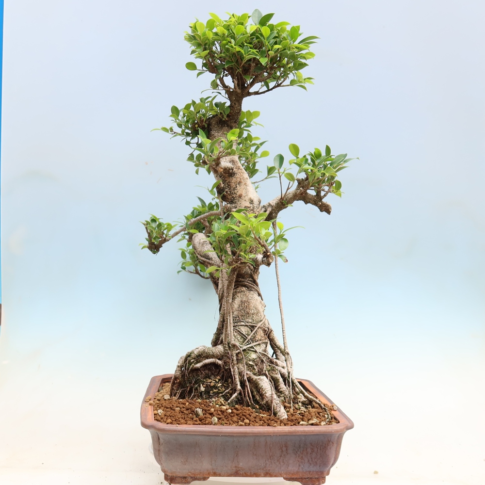 Room bonsai - Ficus kimmen - small-leaved ficus