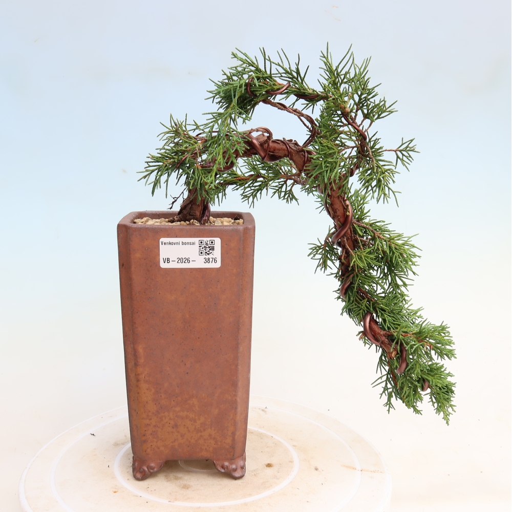 Outdoor bonsai - Juniperus chinensis Kishu