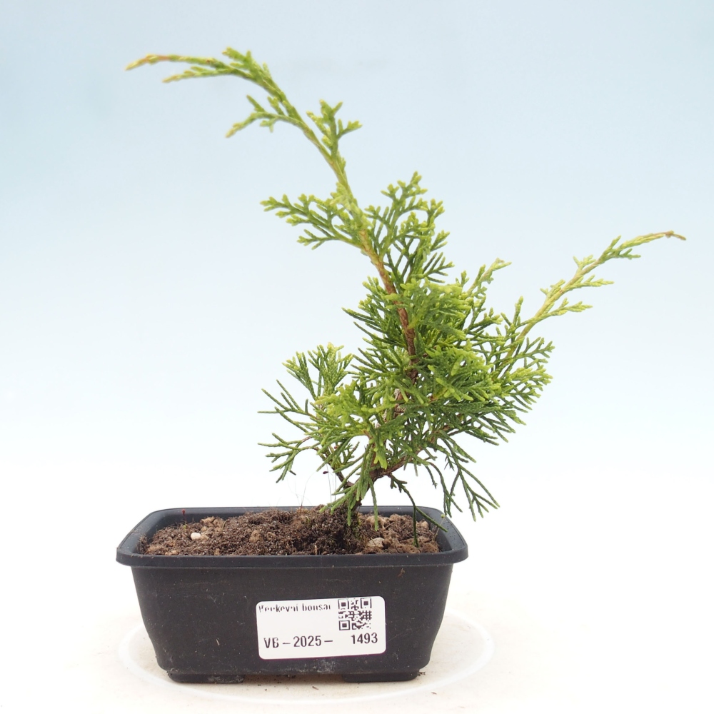 Outdoor bonsai - Juniperus chinensis Itoigawa - Chinese juniper