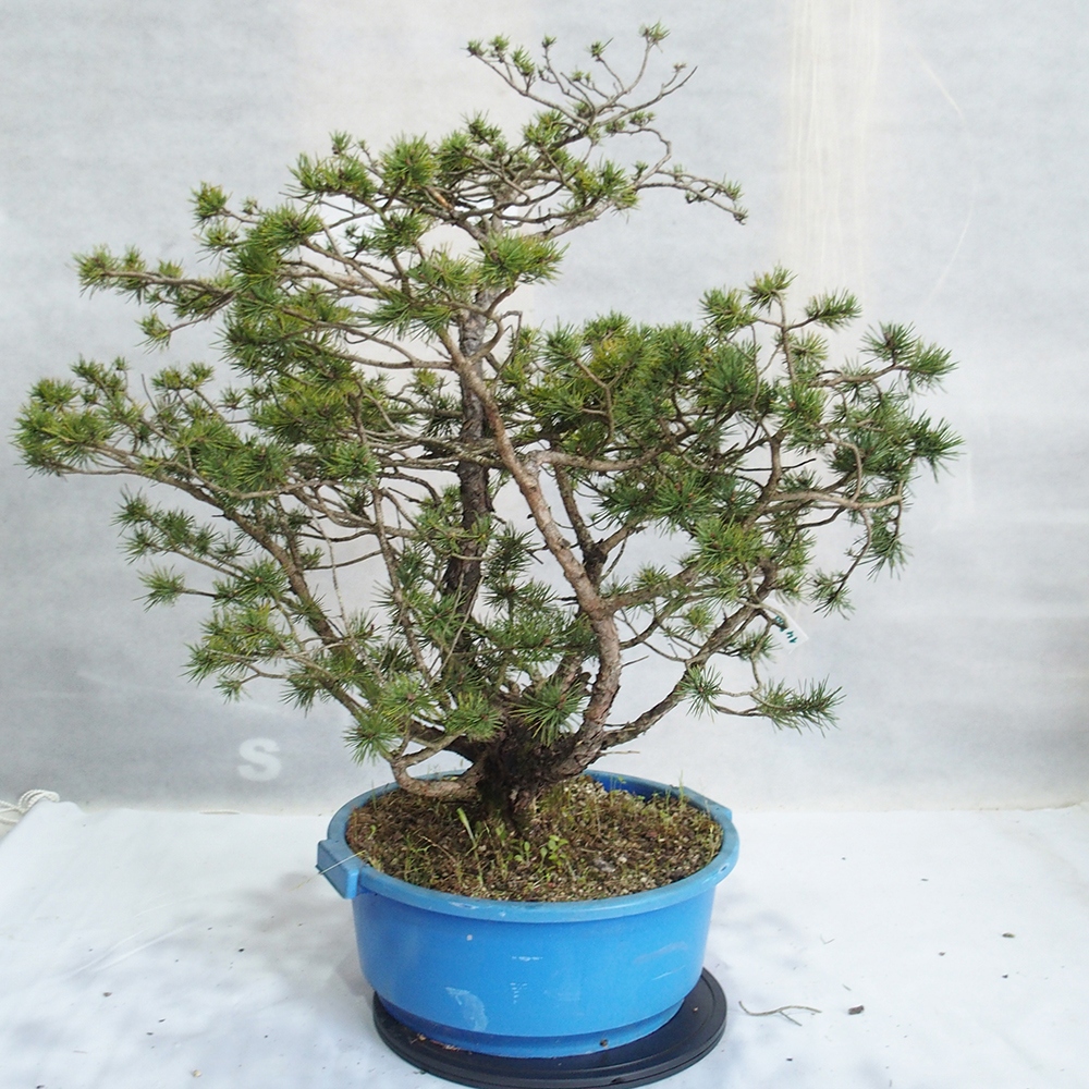 Yamadori - Pinus sylvestris 