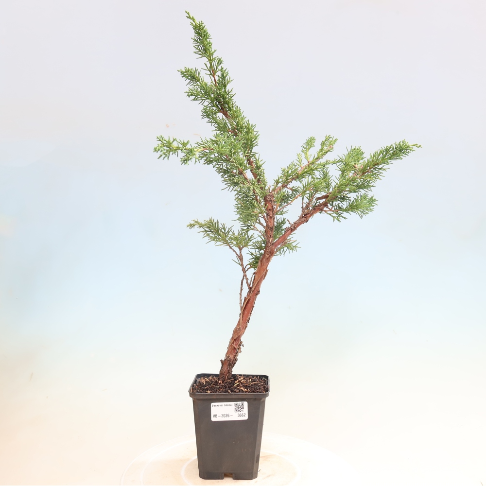 Outdoor bonsai - Juniperus chinensis Kishu