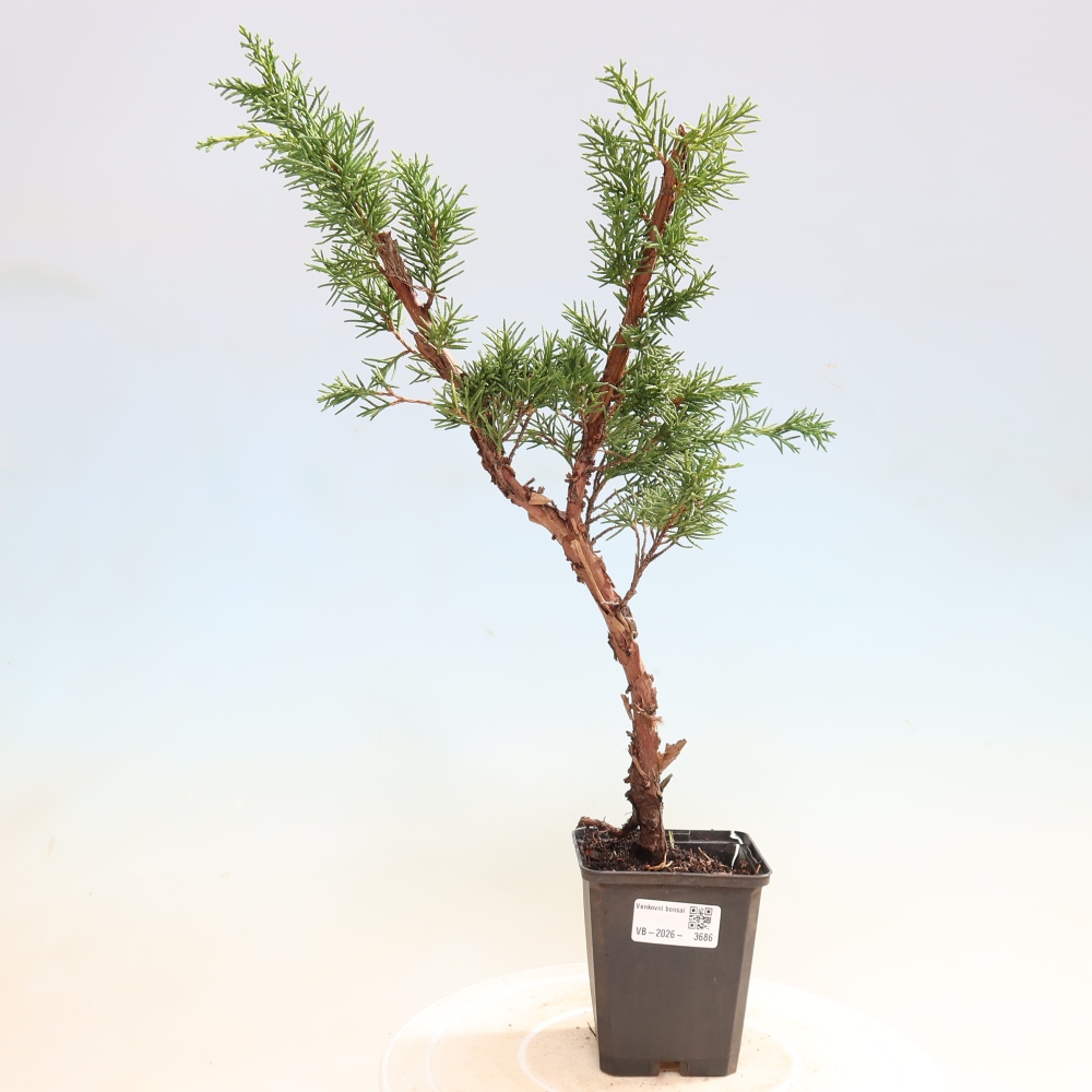 Outdoor bonsai - Juniperus chinensis Kishu