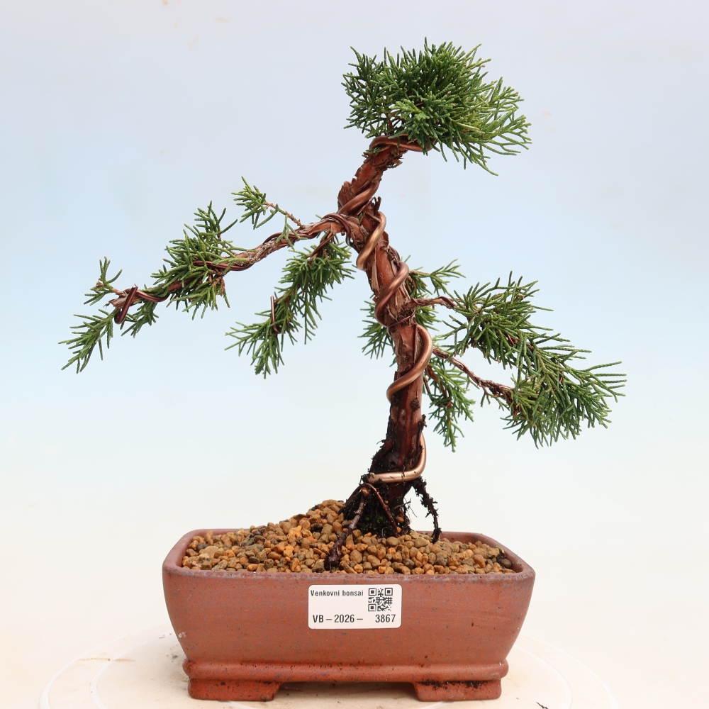 Outdoor bonsai - Juniperus chinensis Kishu