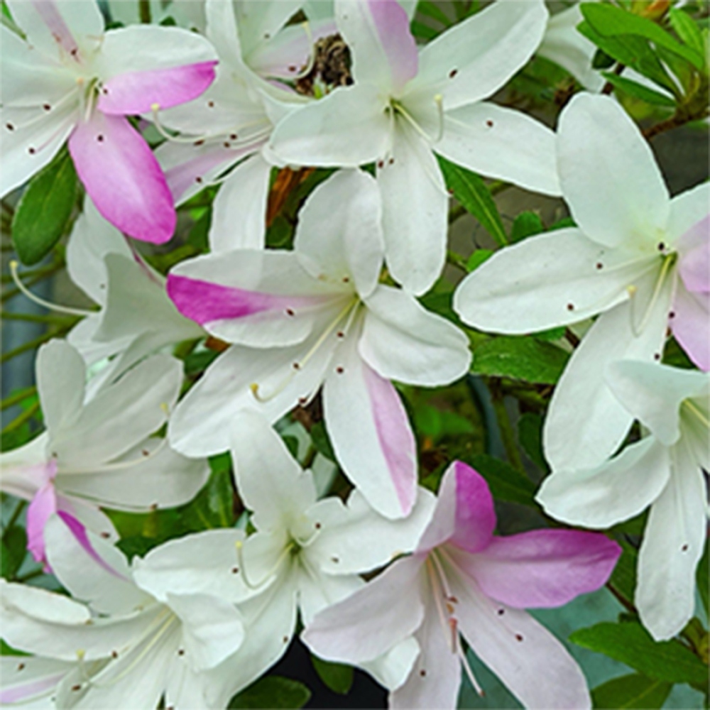 Outdoor bonsai - Japanese azalea - Azalea Yukigesho