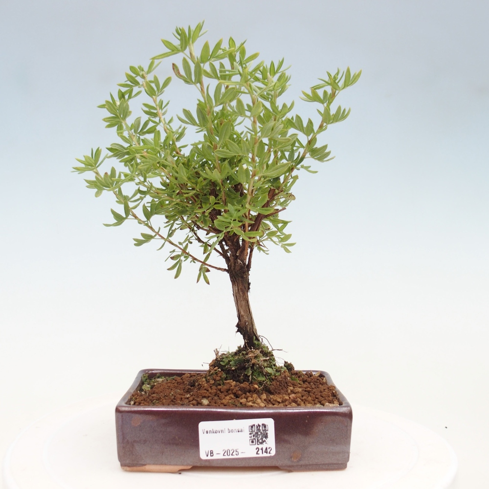 Outdoor bonsai-Cinquefoil - Potentila fruticosa yellow Bird