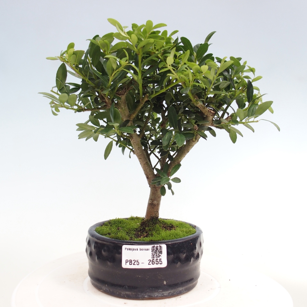 Indoor bonsai - Ilex crenata - Holly
