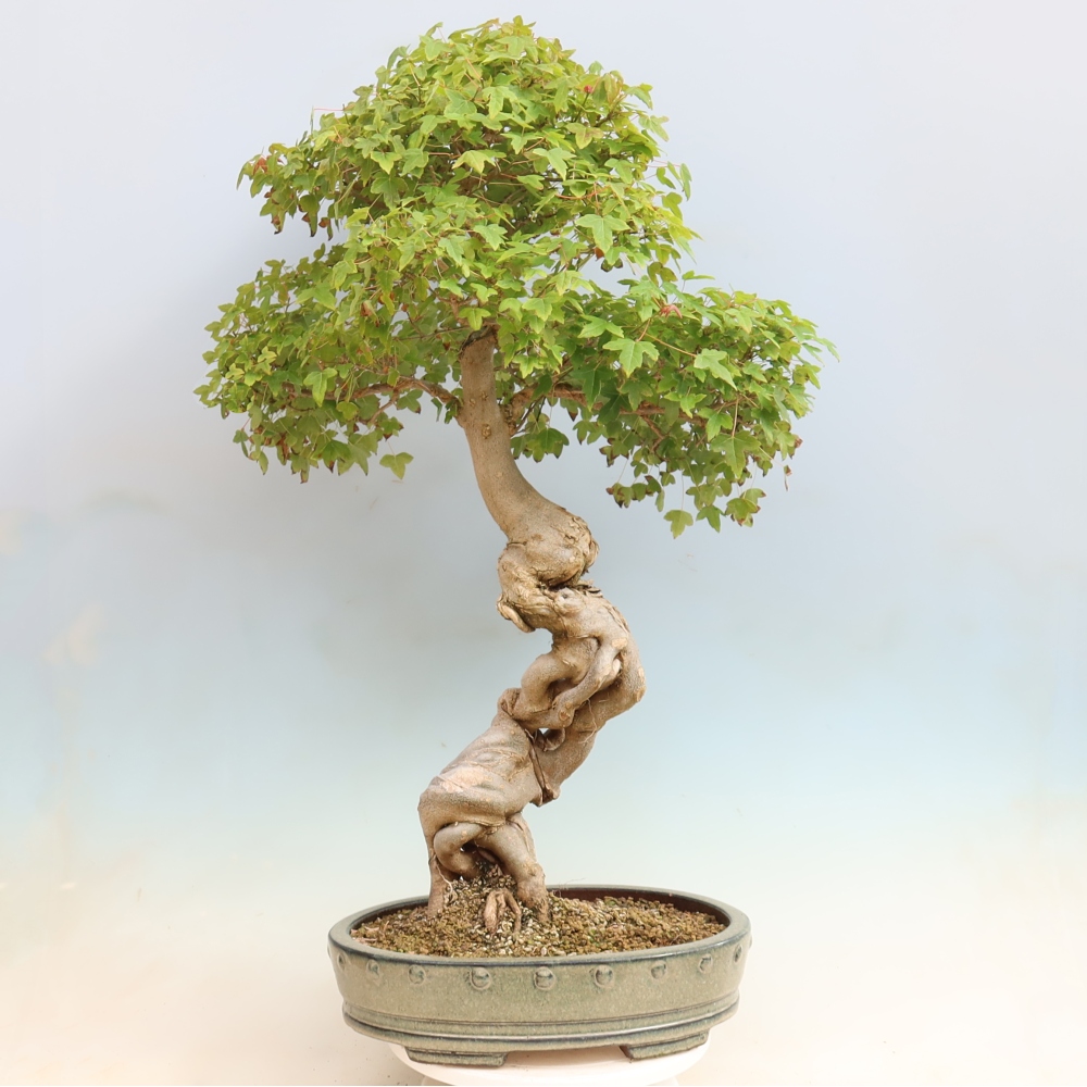Outdoor bonsai - Acer Buergerianum - Burger Maple