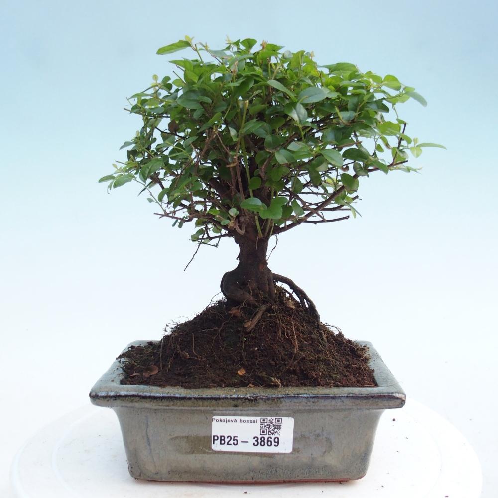 Room bonsai - Sageretia thea - Sageretia thea
