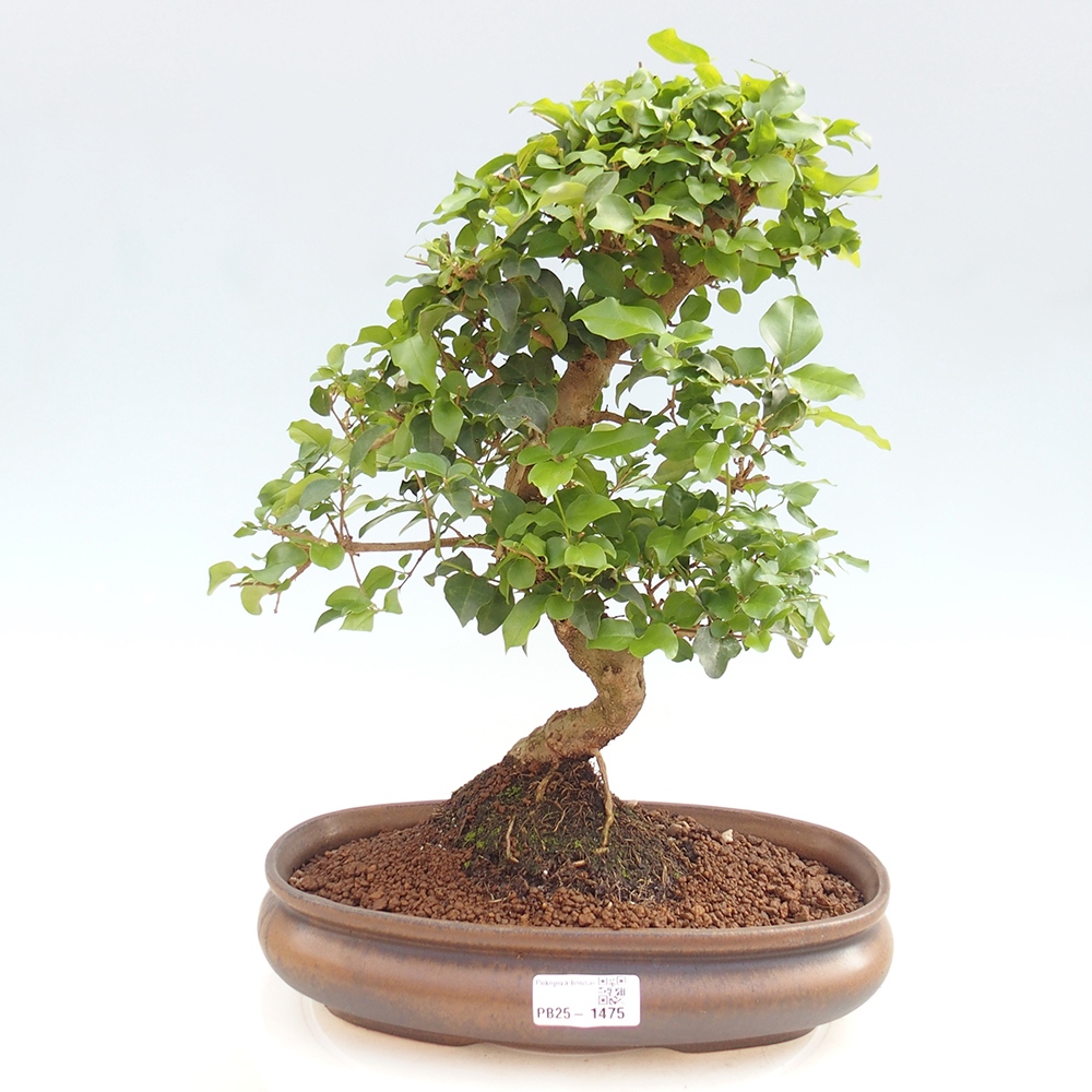 Room bonsai -Ligustrum chinensis - privet