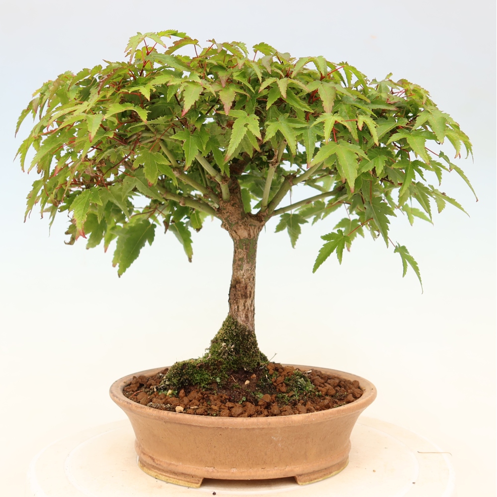 Acer palmatum KIOHIME - Palmetto maple