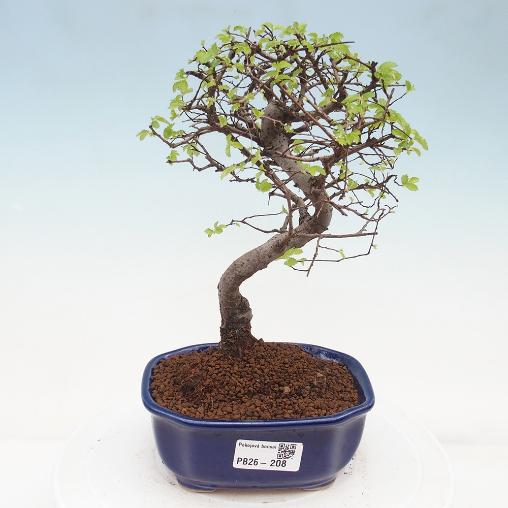 Room bonsai - Ulmus parvifolia - Small-leaved elm