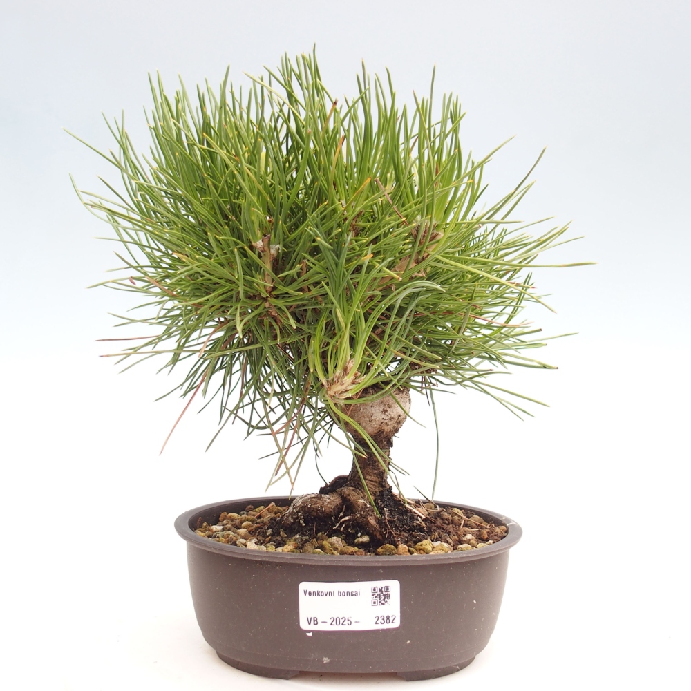 Outdoor bonsai - Pinus thunbergii - Thunbergia pine