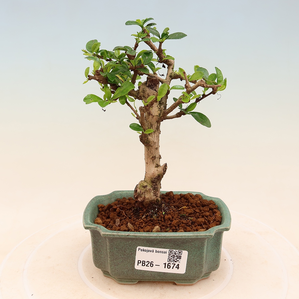 Room bonsai - Carmona macrophylla - Tea fuki