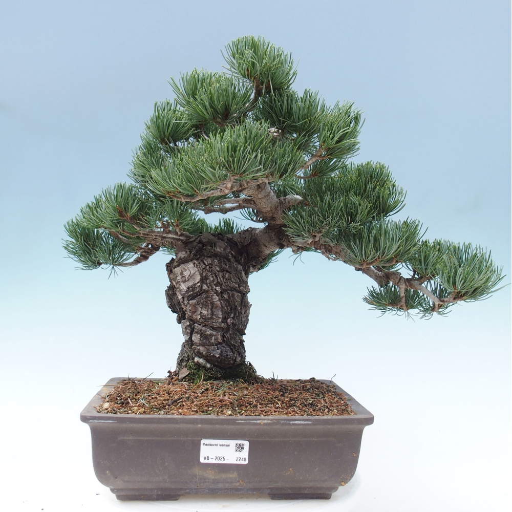 Outdoor bonsai - Pinus parviflora - Small pine tree