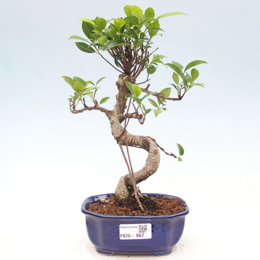 Room bonsai - Ficus retusa - small-leaved ficus