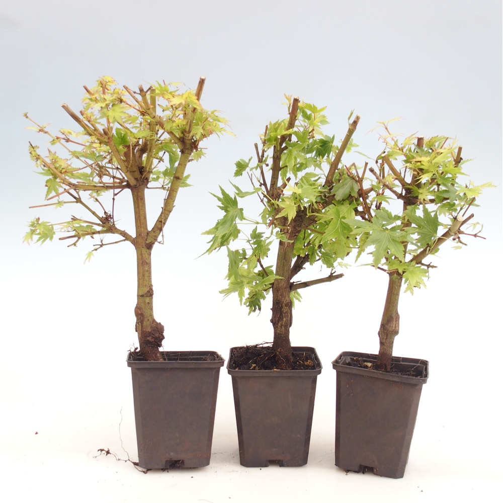 Outdoor bonsai - Acer palmatum Dr Tilt in container