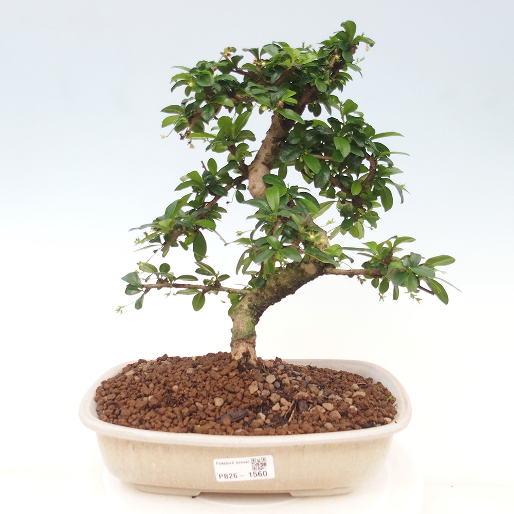 Room bonsai - Carmona macrophylla - Tea fuki