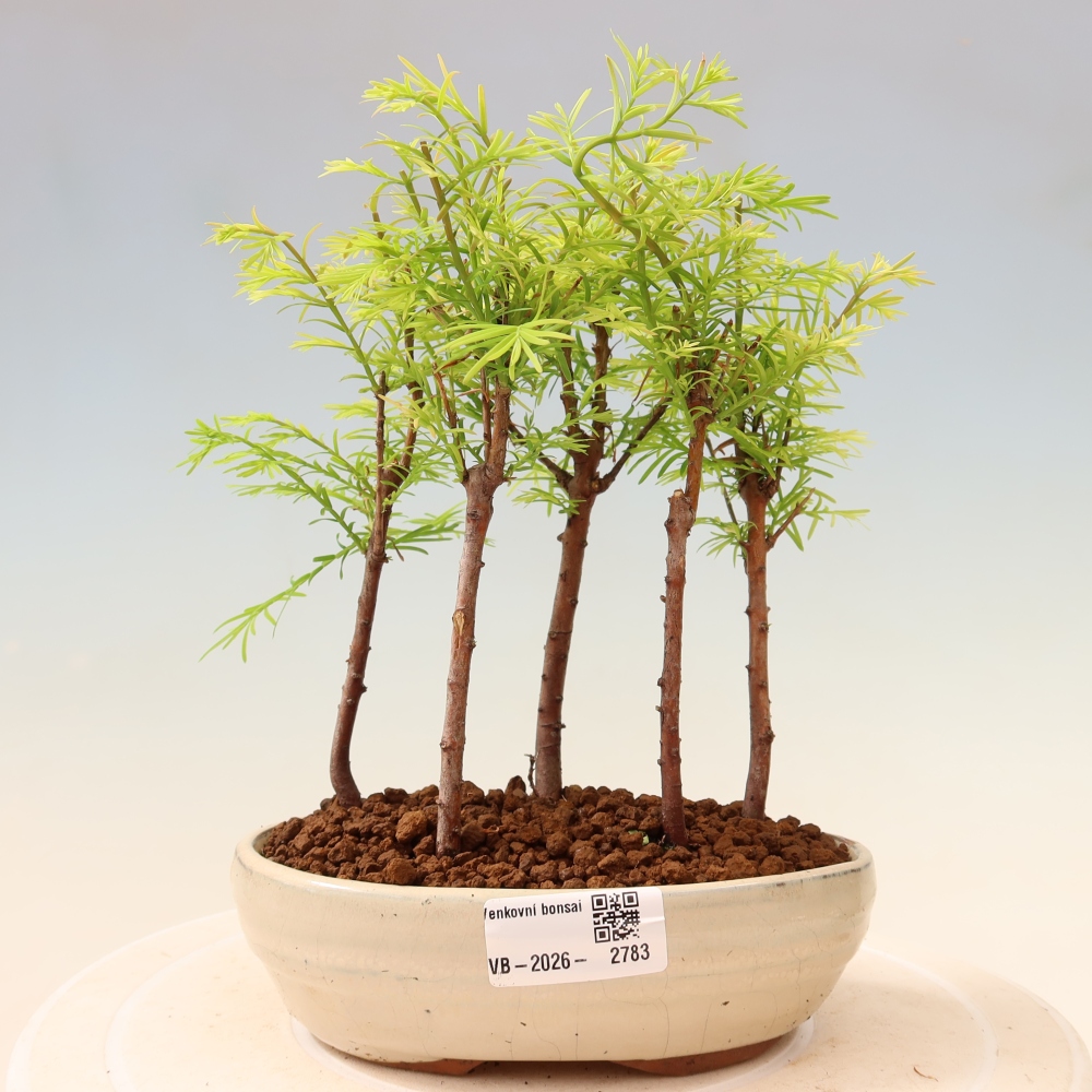 Outdoor Bonsai - Metasequoia glyptostroboides - Chinese Metasequoia - Grove