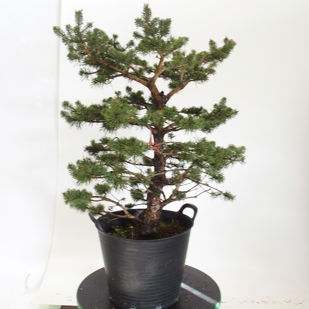 Yamadori - Pinus sylvestris Spain