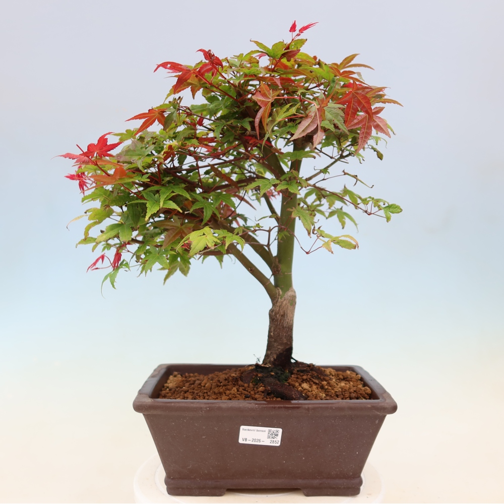 Norway maple - Acer palmatum Beni Tsukasa