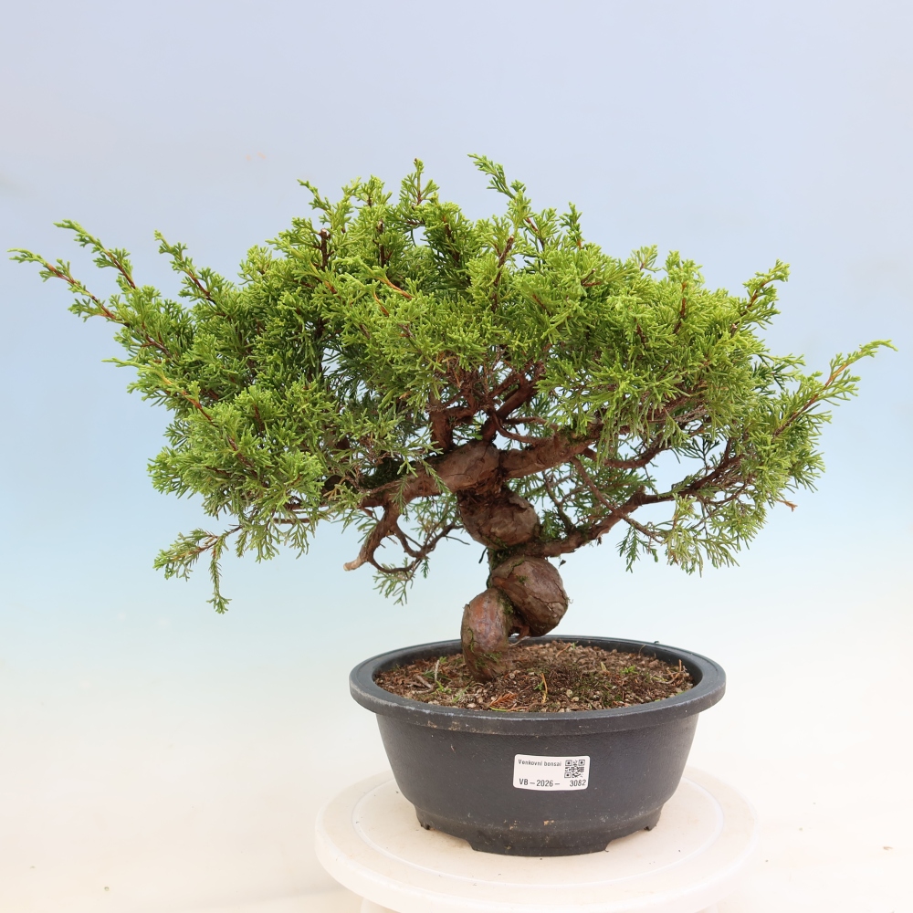 Outdoor Bonsai - Juniperus chinensis Itoigawa - Chinese Juniper