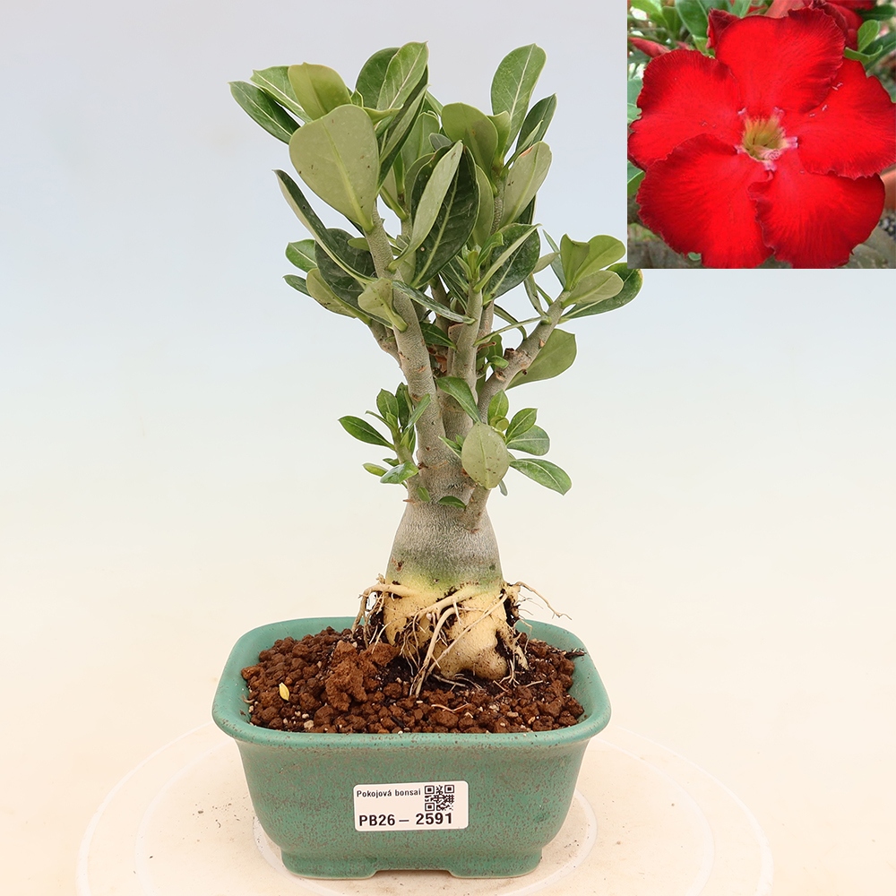 Indoor Bonsai - Adenium obesum Red Star - Desert Rose