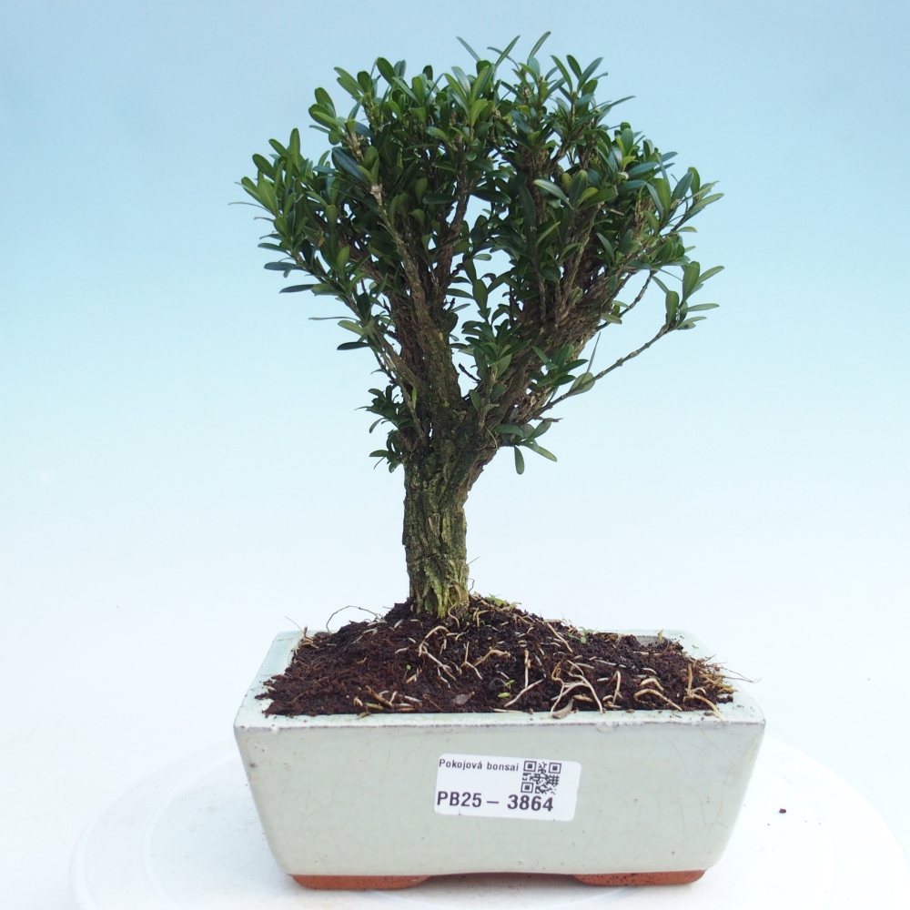 Room bonsai - Buxus harlandii - cork buxus