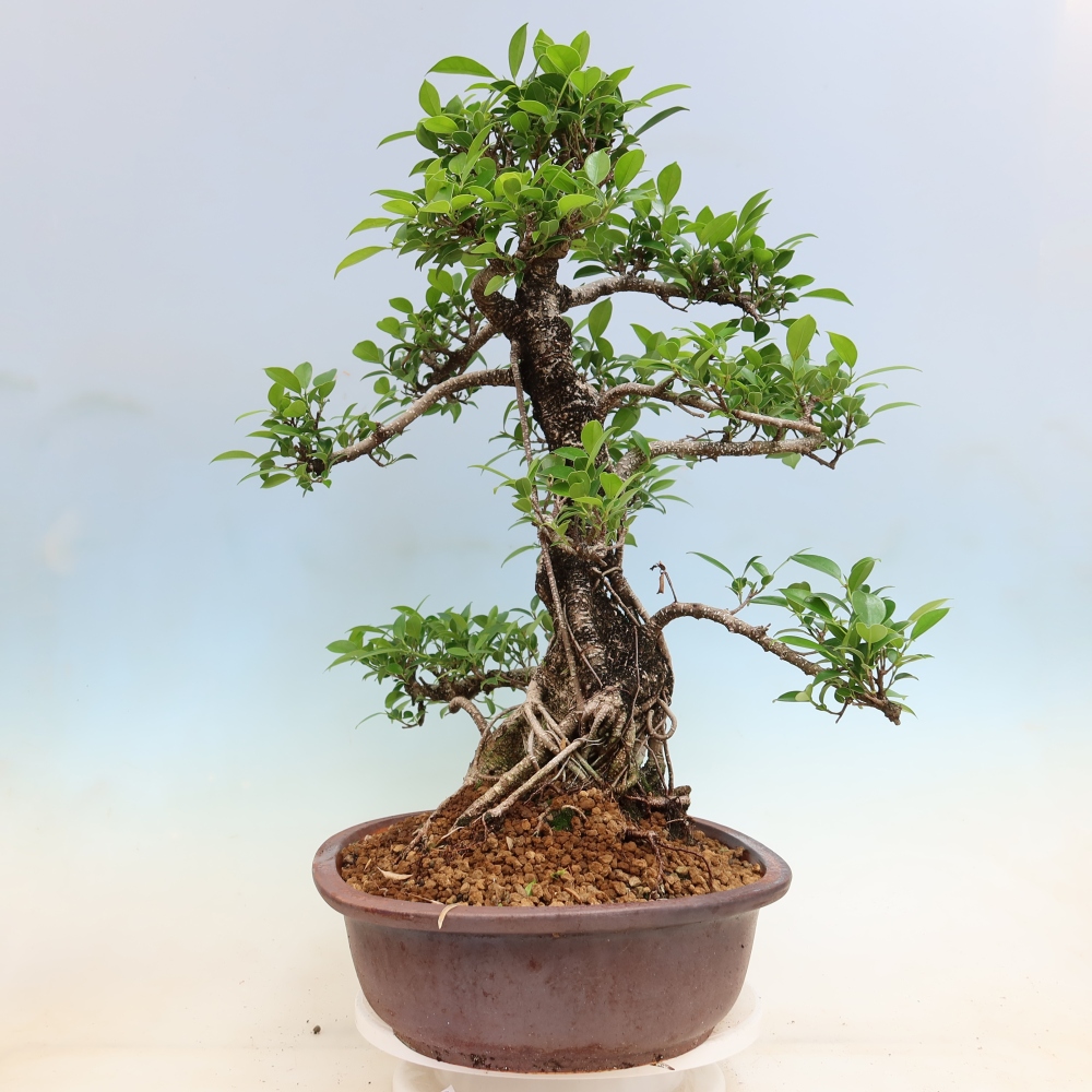 Room bonsai - Ficus kimmen - small-leaved ficus